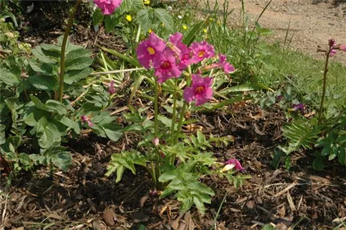 Yunnan-Freilandgloxinie - Incarvillea delavayi