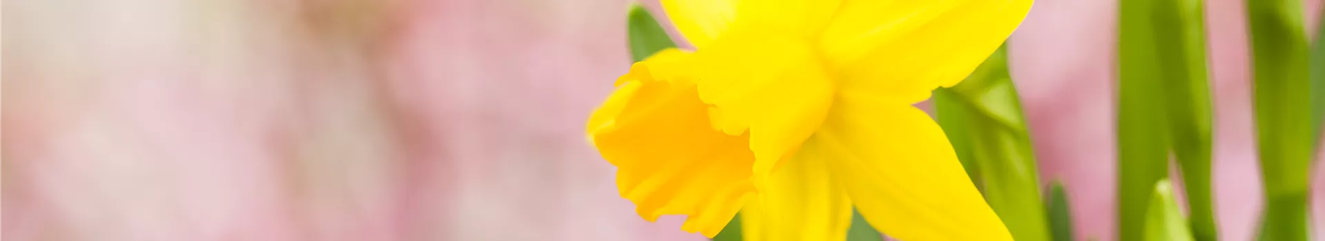 Frühling auf dem Balkon: Frühblüher pflanzen im Herbst