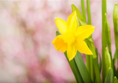 Frühling auf dem Balkon: Frühblüher pflanzen im Herbst