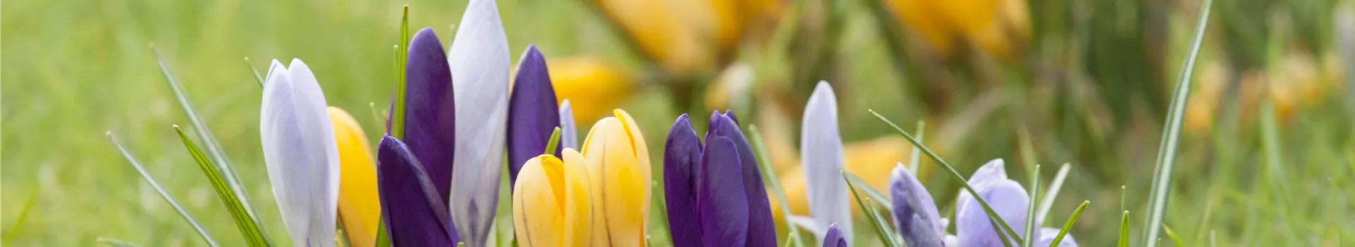 Krokus pflanzen: Der Klassiker im Frühlingsbeet