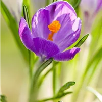 Krokus im Garten 