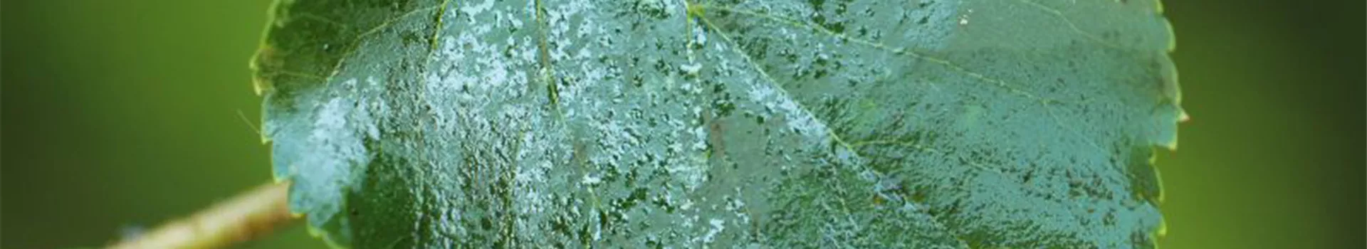 Die Linde - viel mehr als nur ein einfacher Baum