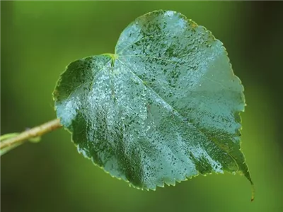 Die Linde - viel mehr als nur ein einfacher Baum