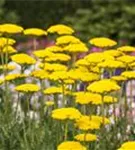 Hohe Garten-Gold-Garbe - Achillea filipendulina 'Parker', gen.