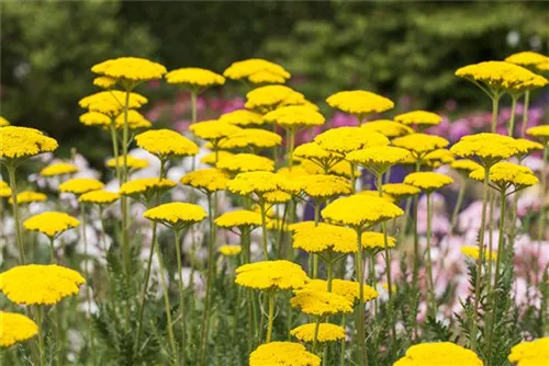 Hohe Garten-Gold-Garbe - Achillea filipendulina 'Parker', gen.