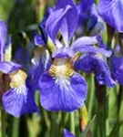 Bartlose Wiesen-Schwertlilie - Iris sibirica