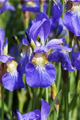 Bartlose Wiesen-Schwertlilie - Iris sibirica