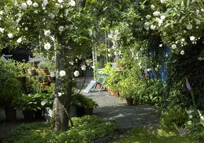 Kletterpflanzen im Garten - hoch hinaus und noch viel weiter!