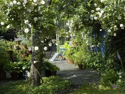 Kletterpflanzen im Garten - hoch hinaus und noch viel weiter!