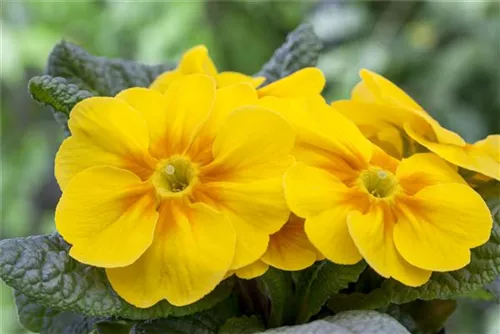 Stängellose Garten-Schlüsselblume - Primula vulgaris, gelb