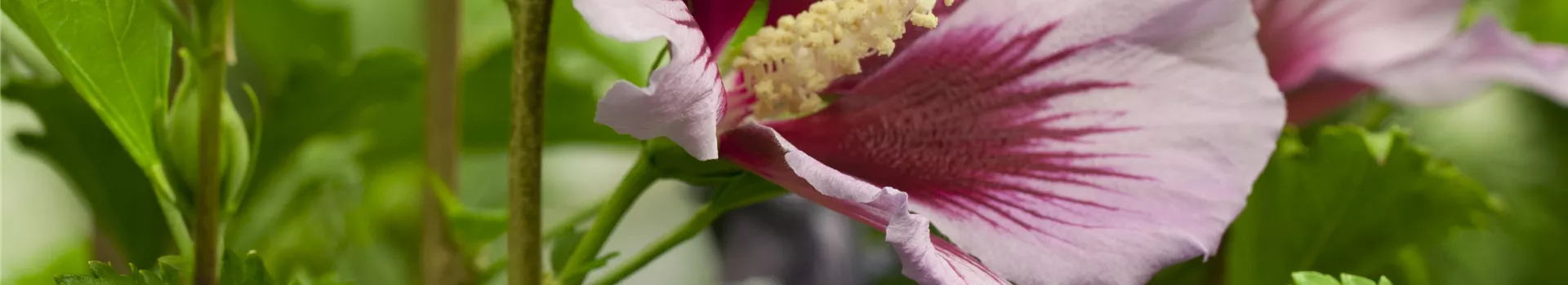 Der Hibiskus, ein großartiges Mitglied im Garten-Ensemble