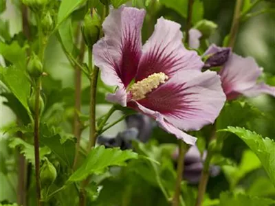 Der Hibiskus, ein großartiges Mitglied im Garten-Ensemble