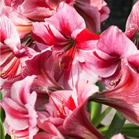 Amaryllis – Blütenschönheit im Topf