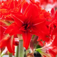 Amaryllis im Glas