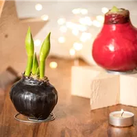 Amaryllis weiter pflegen – Vorbereitung auf die nächste Blüte