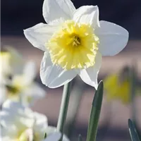 Blumenzwiebeln einpflanzen – worauf zu achten ist