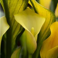 Calla überwintern