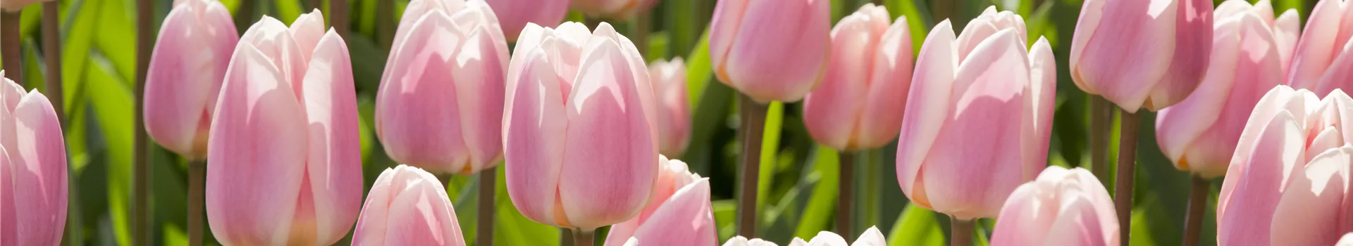 Triumph-Tulpen pflanzen – Farbenspiel im Blumenbeet