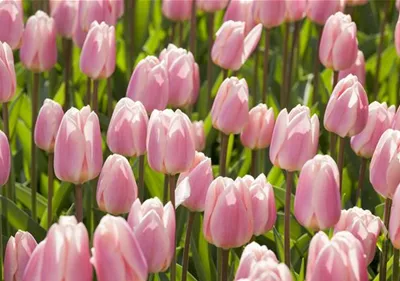 Triumph-Tulpen pflanzen – Farbenspiel im Blumenbeet