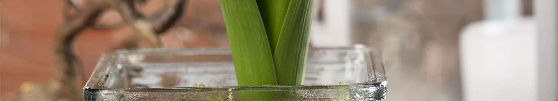 Weihnachtliche Geschenkidee: Blumenzwiebeln im Glas