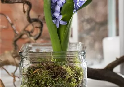 Weihnachtliche Geschenkidee: Blumenzwiebeln im Glas