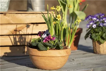 Pflanzschalen bringen Grün in den Eingangsbereich und auf die Terrasse 