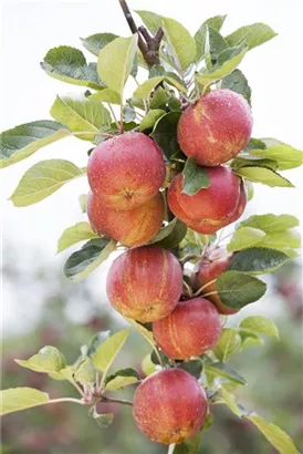 Synonym - Malus 'Schöner von Boskoop'