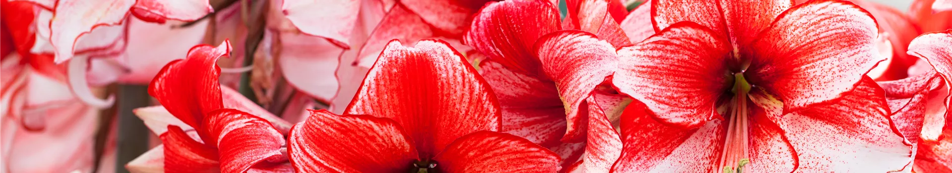 Amaryllis – pflanzen und pflegen im Haus