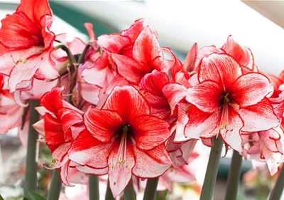 Amaryllis – pflanzen und pflegen im Haus