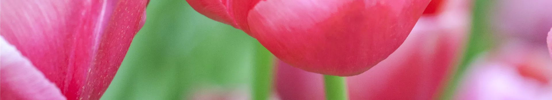 Tulpen im Garten – der bunte Wahnsinn 