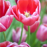 Blumenbeet mit Tulpen gestalten 