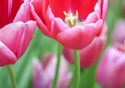 Tulpen im Garten – der bunte Wahnsinn 