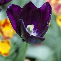 Von zart bis opulent: Besondere Tulpen