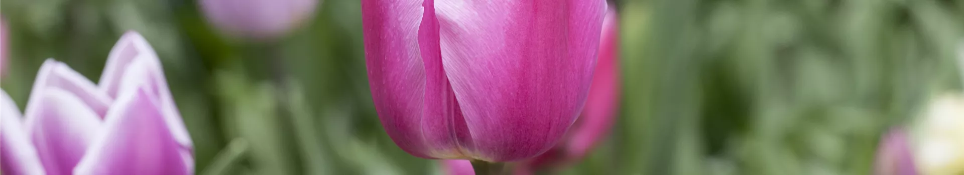 Vergessene Blumenzwiebeln im Frühjahr setzen