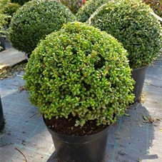 Ilex crenata 'Convexa' - Formgehölze, C Kugel 35-