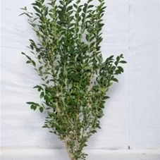 Ligustrum ovalifolium - Heckenpflanzen, MB 125- 150