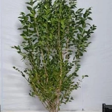 Ligustrum ovalifolium - Heckenpflanzen, MB 150- 175