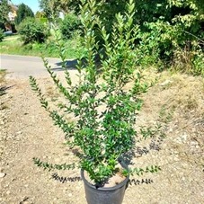 Ligustrum vulgare 'Atrovirens', C 20 100- 125