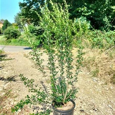 Ligustrum vulgare 'Atrovirens', C 20 125- 150