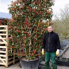 Photinia fraseri 'Red Robin' - Formgehölze, C Spalier 250- 150