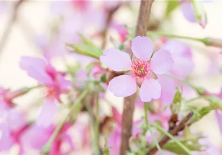 Prunus 'Okame' CAC - Zierkirsche 'Okame'