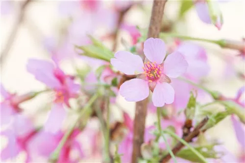 Zierkirsche 'Okame' - Prunus 'Okame' CAC