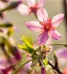 Zierkirsche 'Okame' - Prunus 'Okame' CAC