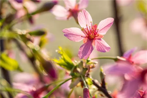 Zierkirsche 'Okame' - Prunus 'Okame' CAC