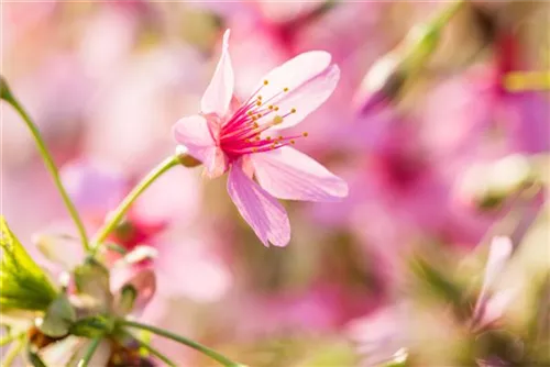 Zierkirsche 'Okame' - Prunus 'Okame' CAC