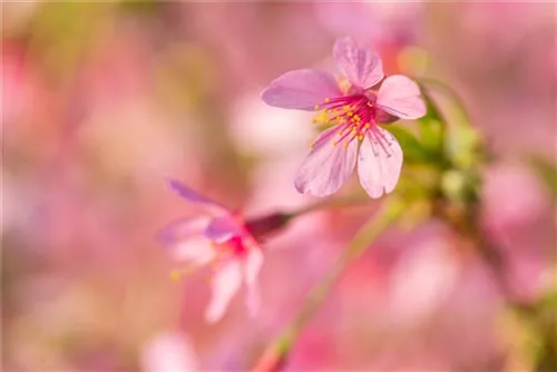 Zierkirsche 'Okame' - Prunus 'Okame' CAC