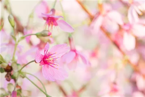 Zierkirsche 'Okame' - Prunus 'Okame' CAC