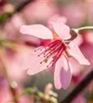 Zierkirsche 'Okame' - Prunus 'Okame' CAC