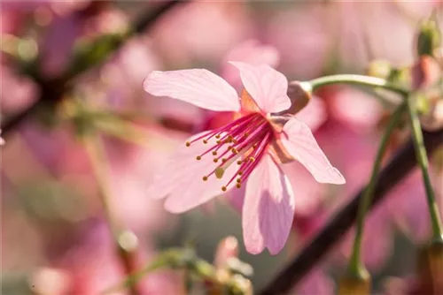 Zierkirsche 'Okame' - Prunus 'Okame' CAC