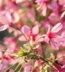 Zierkirsche 'Okame' - Prunus 'Okame' CAC